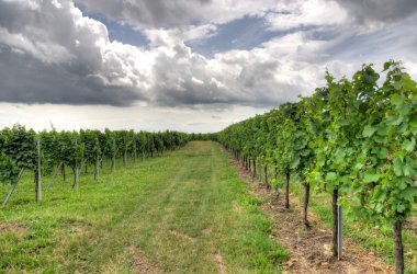 Alsace Peyzaj ve vinewyard