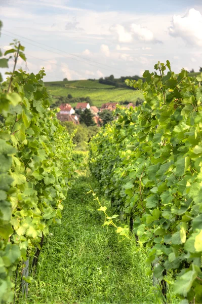 アルザスの風景と vinewyard ロイヤリティフリーのストック写真