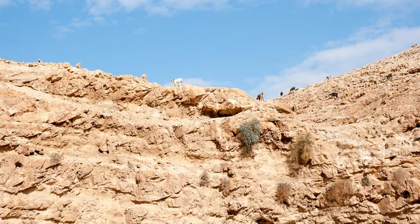 Hiking in judean desert — Stock Photo, Image