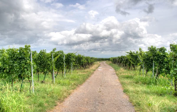 アルザスの風景と vinewyard ストック画像
