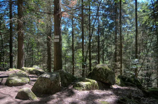 Caminhadas na floresta — Fotografia de Stock