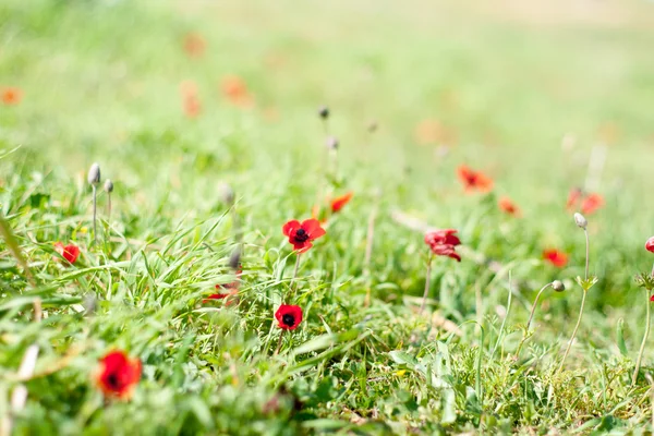 Las flores de primavera - rojo sobre verde — Foto de Stock
