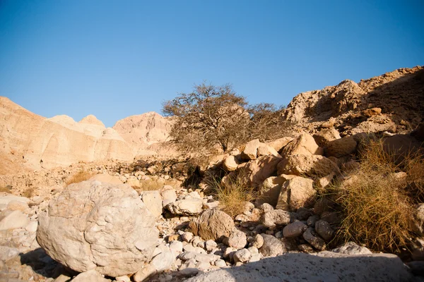 Montañas en piedra desierto nead Mar Muerto —  Fotos de Stock