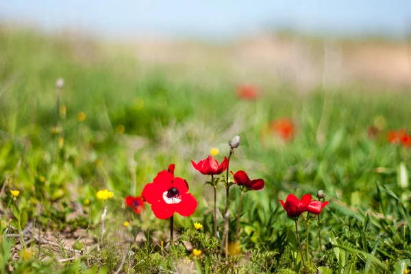 Las flores de primavera - rojo sobre verde — Foto de Stock
