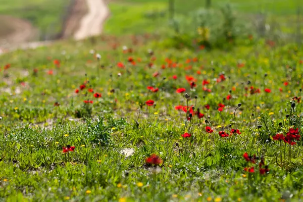 Wiosennych kwiatów - czerwonego na zielony — Zdjęcie stockowe