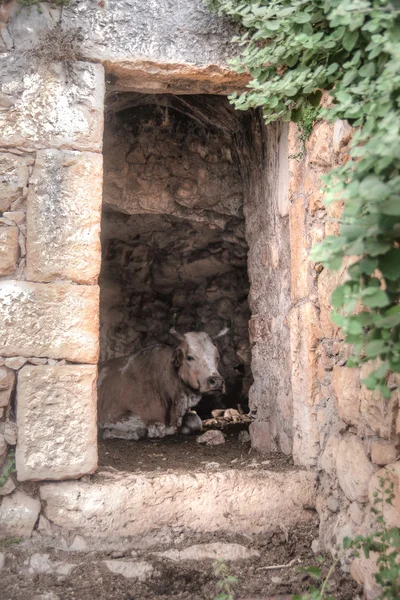 Uma vaca dentro de velhas ruínas — Fotografia de Stock