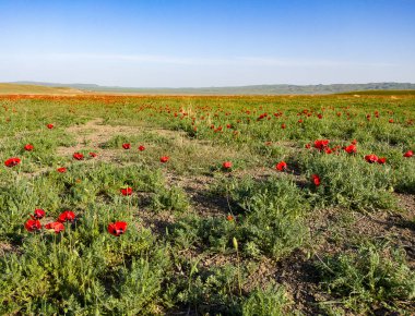 Georgia Khahetia seyahat sahalarının güzel doğası.