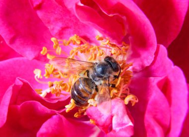 köpek-gül çiçek arıya