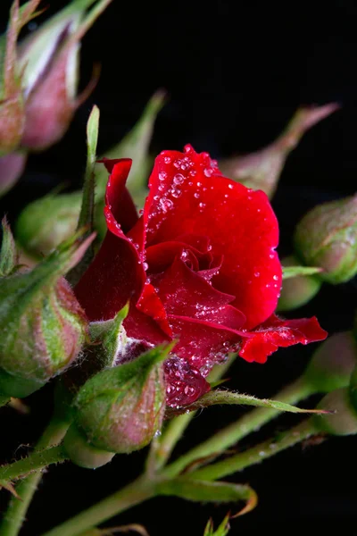 Rose rouge et bourgeons Photo De Stock