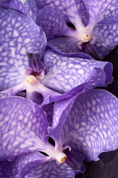 Trzy fioletowe kwiaty orchidei — Zdjęcie stockowe