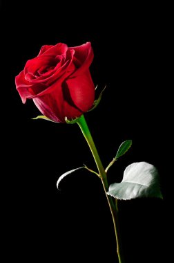 Rose flower. clipart