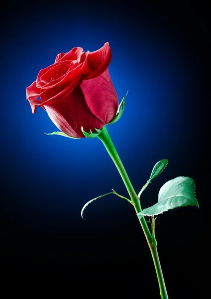 Rózsa virág. — Stock Fotó