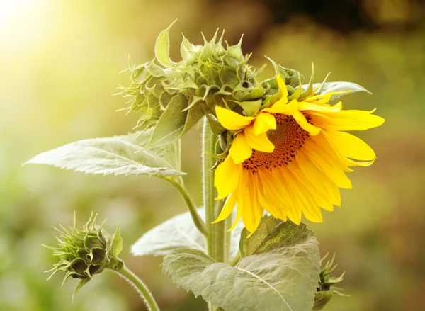 Sunflower in garden — Stock Photo, Image