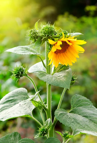 Sunflower in garden — Stock Photo, Image