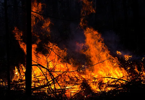 Forest on fire — Stock Photo, Image