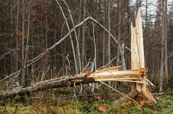 Broken tree — Stock Photo, Image