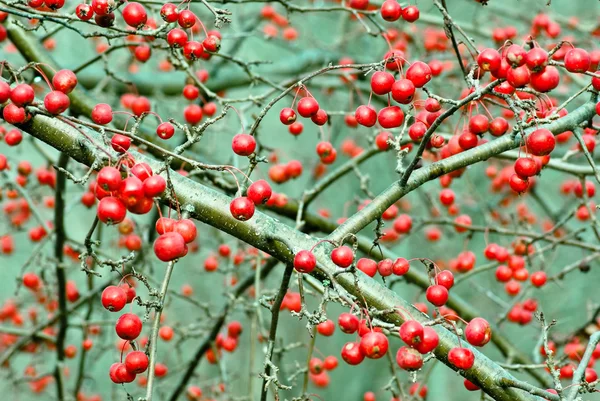 Rote Äpfel — Stockfoto