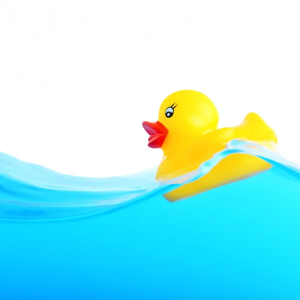 Duck childhood — Stock Photo, Image