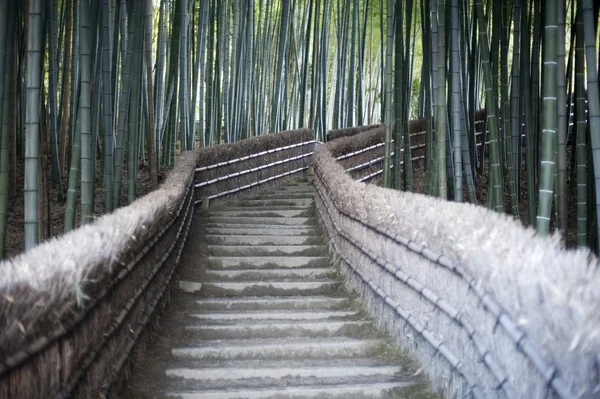 Bamboo Walkway — Stock Photo, Image