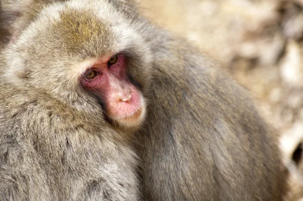 Macacos de neve japoneses — Fotografia de Stock