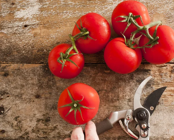 Nyskördade mogen röd druva tomater — Stockfoto