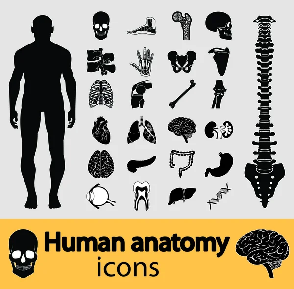 Iconos de anatomía humana — Archivo Imágenes Vectoriales