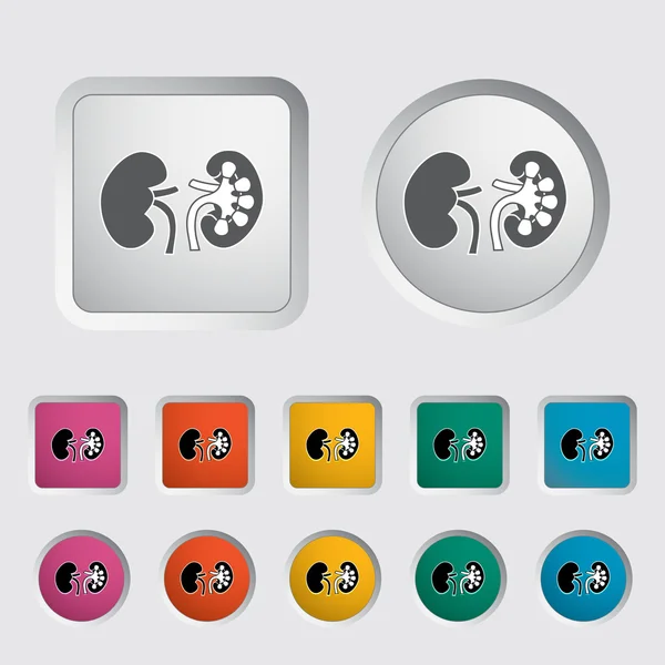 Kidneys — Stock Vector