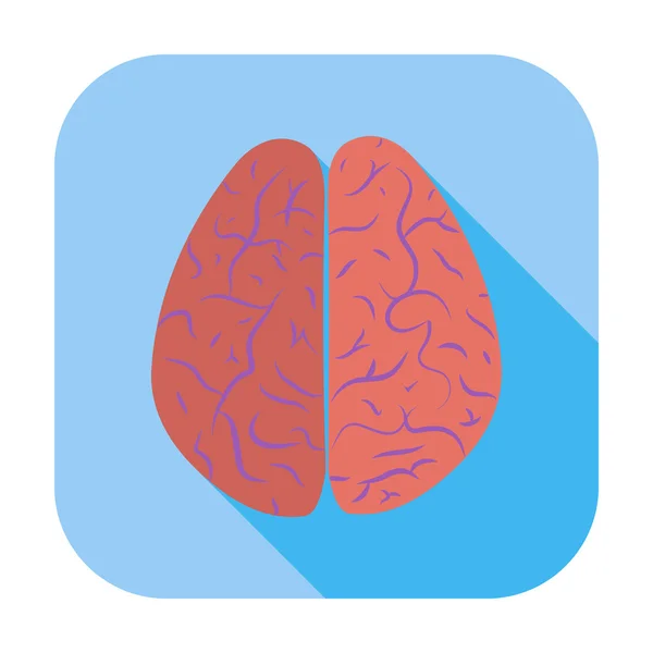 Brain. — Stock Vector