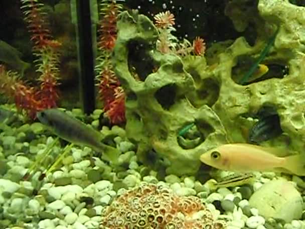 Goggle-Eyed ryb — Wideo stockowe