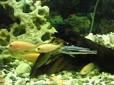 Afrika otçul Balık Akvaryum