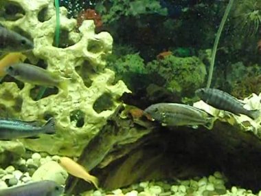 oynak bir akvaryum balık