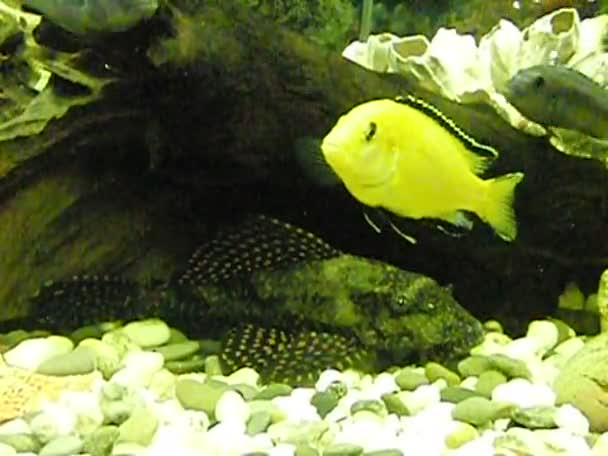 Catfish Brocado e Amarelo — Vídeo de Stock