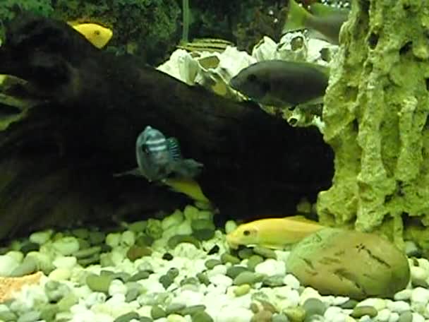 พิพิธภัณฑ์สัตว์น้ํากับมาลาวี cichlids — วีดีโอสต็อก