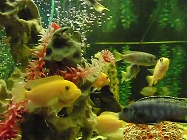 Floating herbivorous cichlids — Stock Video