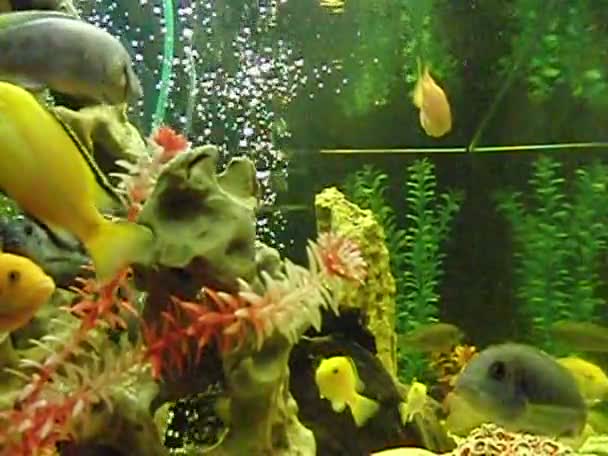 Malawischer Fisch schwimmt — Stockvideo