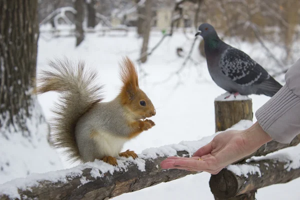 Eichhörnchen frisst aus der Hand — Stockfoto