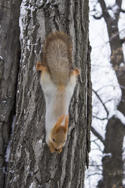 Squirrel on a tree — Stock Photo, Image