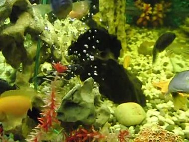 Afrika balıklar yüzer