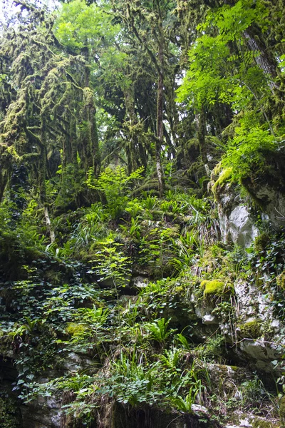 Fairy Tale Forest — Stock Photo, Image