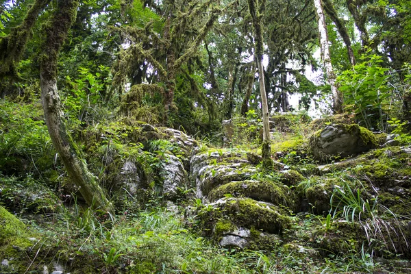 Floresta de conto de fadas — Fotografia de Stock