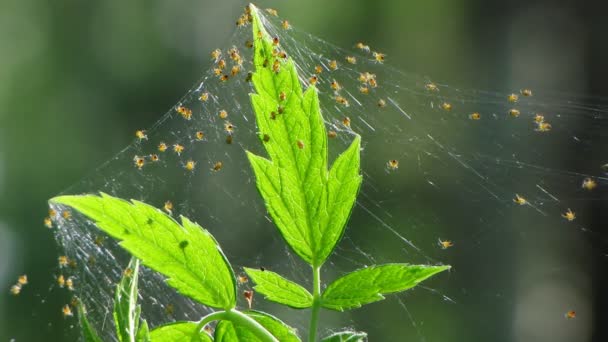 Baby Spiders on Nest Web — Stock Footage Baby Spiders on Nest Web Royalty Free Stock Footage