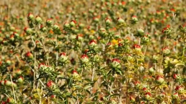 Field with wild flowers — Stock Footage Field with wild flowers Stock Footage