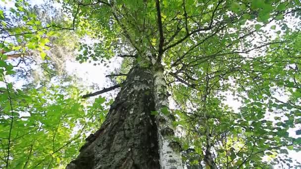 Stockvideo S Boom Rechtenvrije Video S Boom Footage Depositphotos