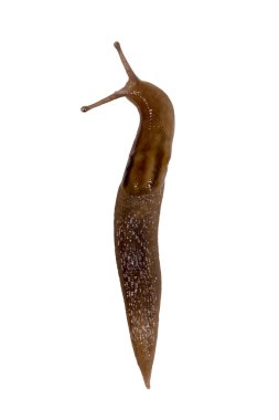 sülük