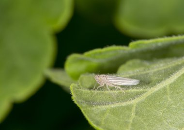 Leafhopper