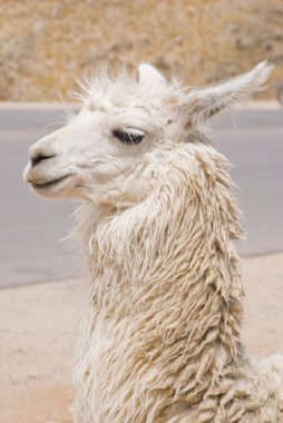 Lama portre