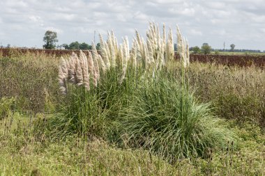 Pampas Grass clipart