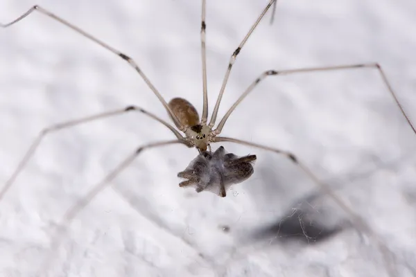 Pappa longlegs äta — Stockfoto