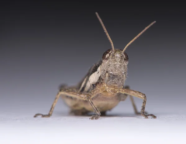 Small Locust — Stock Photo, Image