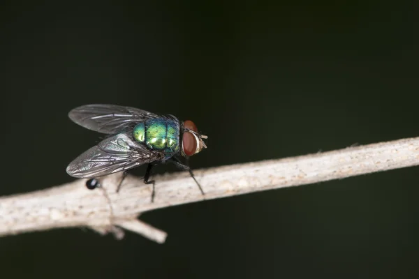 Blow Fly — Stock Photo, Image